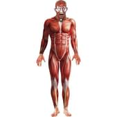 Disfraz de anatomía humana monstruosa